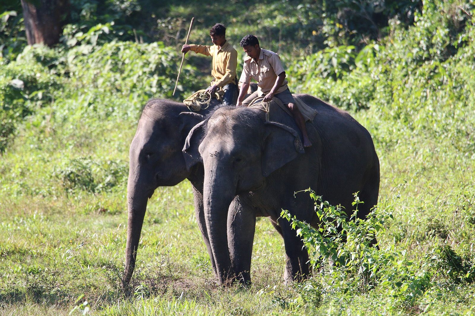 Dooars — Tea gardens, forests & wildlife safaris